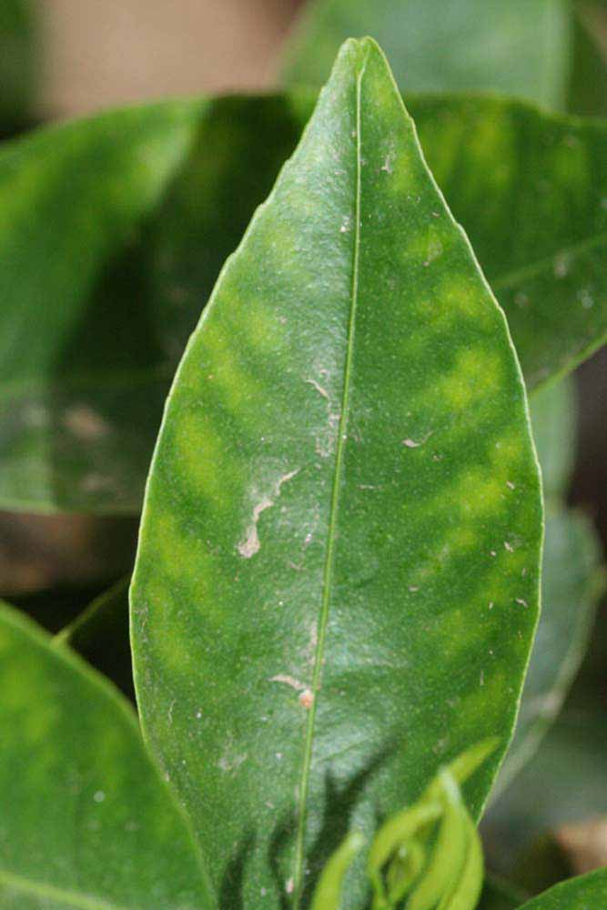              Margin (Riverside, CA)       